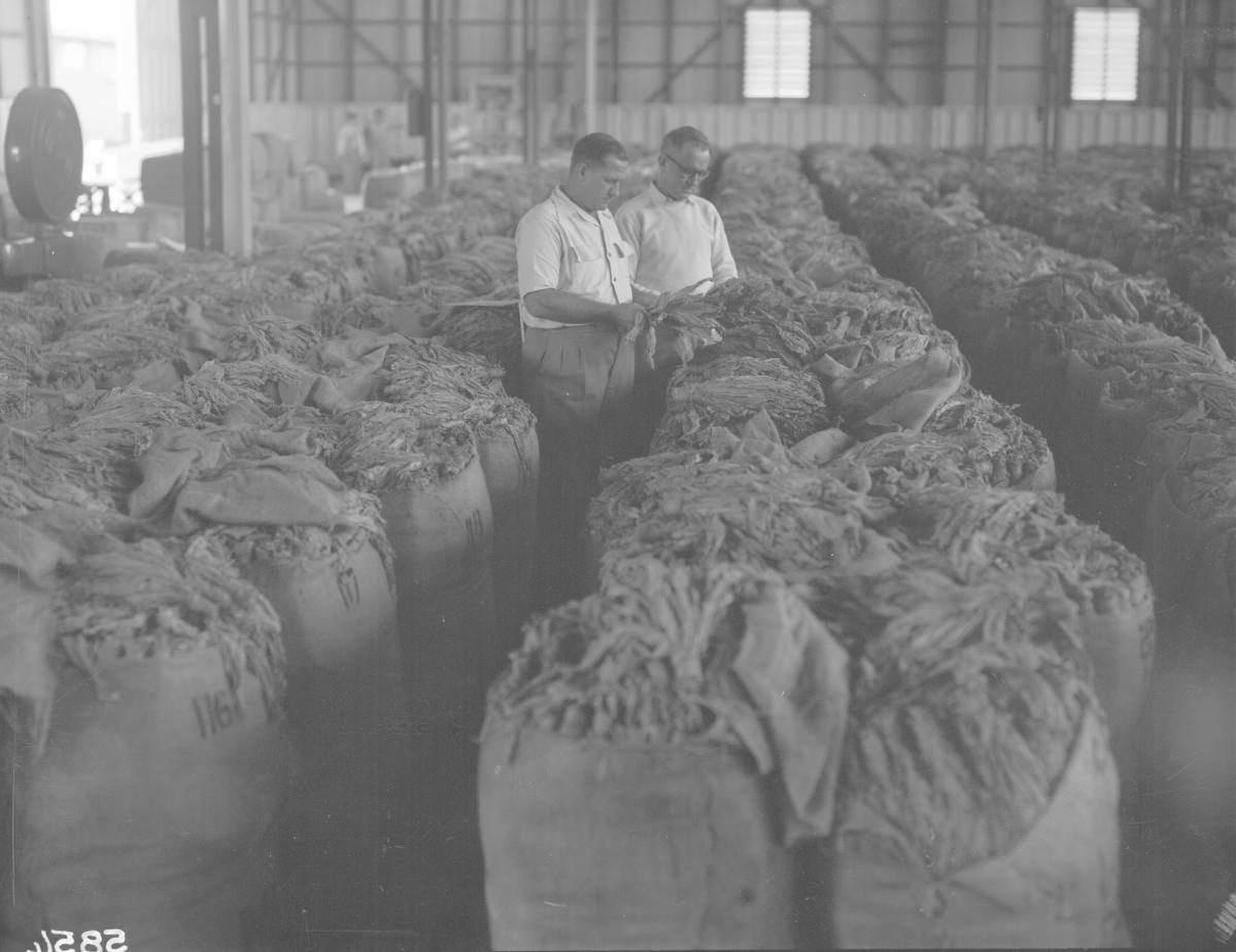 South Queensland Tobacco Growers Association Building, Northgate, Brisbane, June 1955
