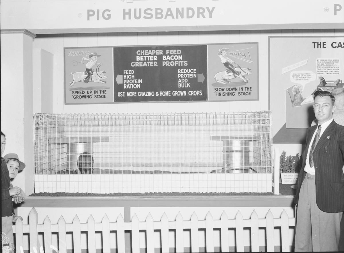Department of Agriculture and Stock displays at the annual exhibition of the Royal National Association, Brisbane, August 1955, Bowen Hills