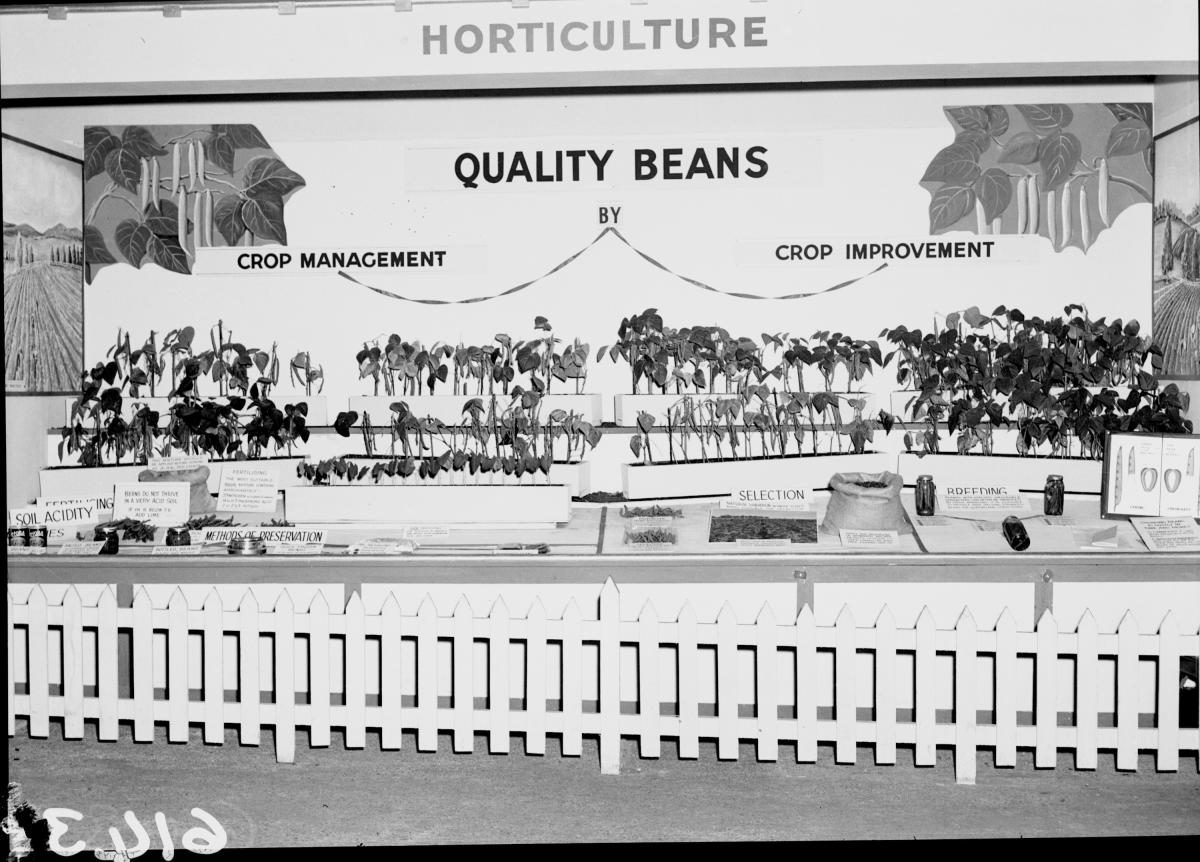 Department of Agriculture and Stock displays at the annual exhibition of the Royal National Association, Brisbane, August 1955, Bowen Hills