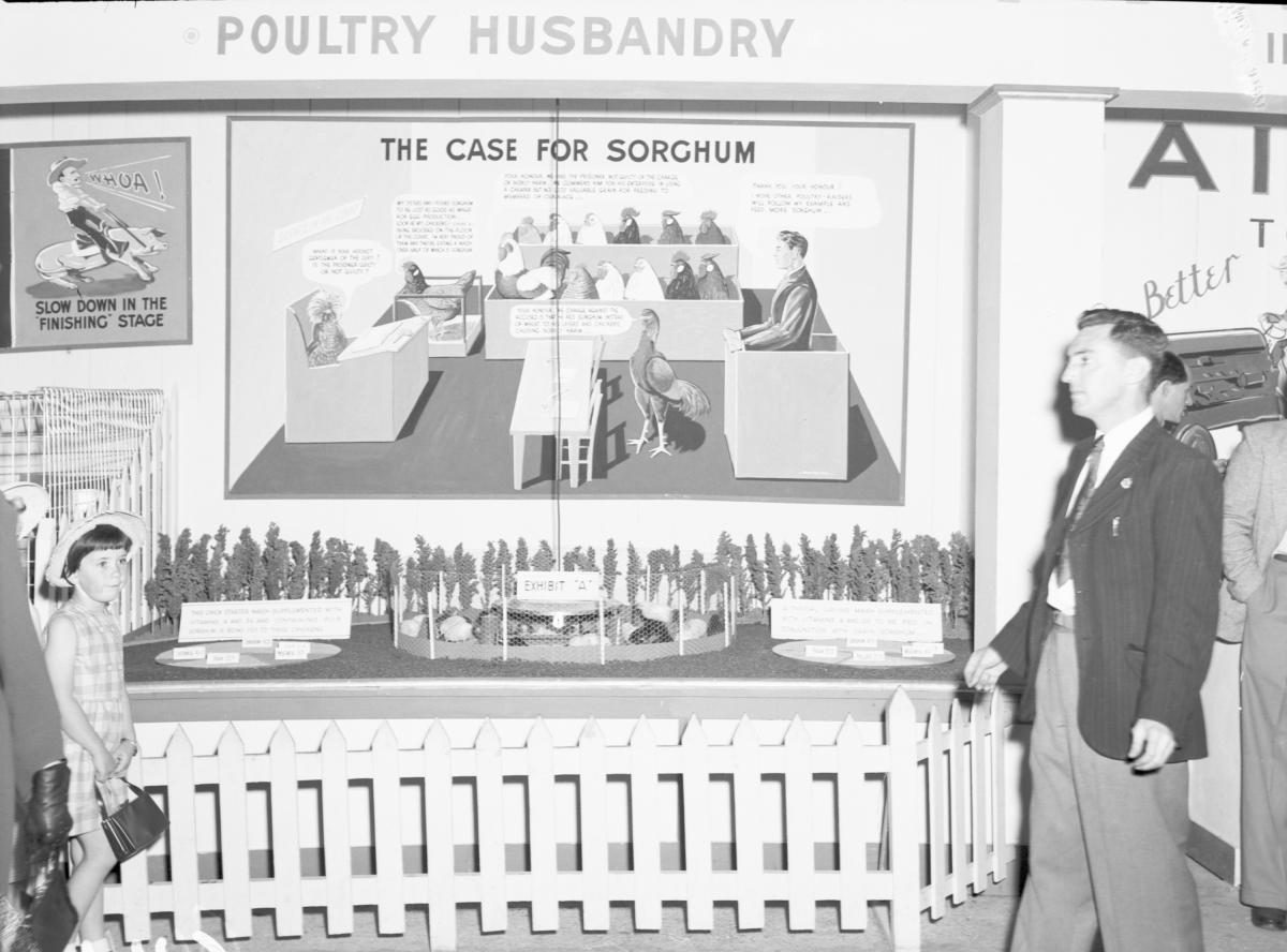 Department of Agriculture and Stock displays at the annual exhibition of the Royal National Association, Brisbane, August 1955, Bowen Hills