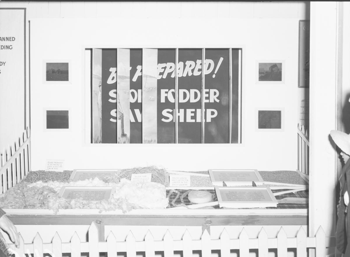Department of Agriculture and Stock displays at the annual exhibition of the Royal National Association, Brisbane, August 1955, Bowen Hills