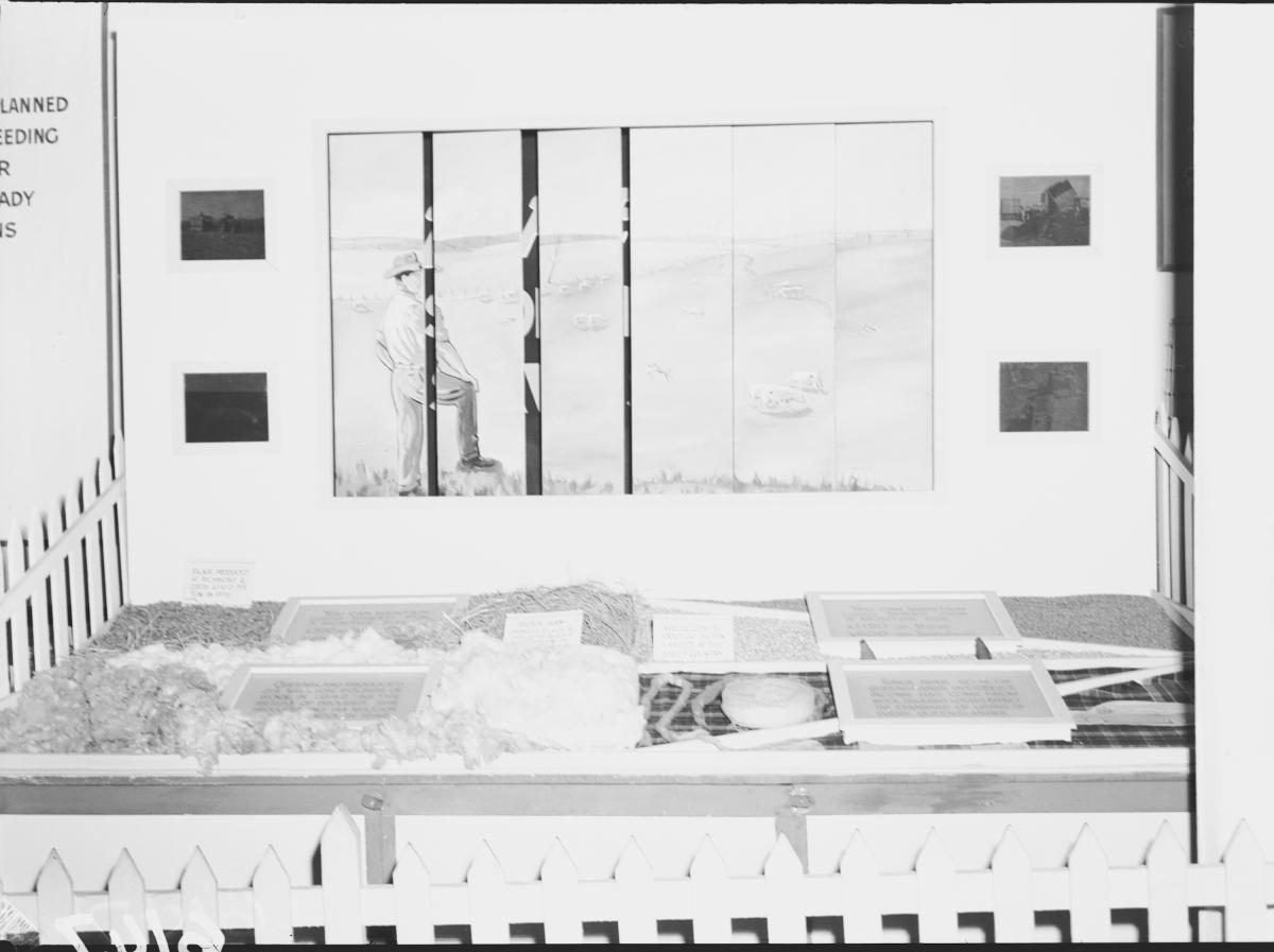 Department of Agriculture and Stock displays at the annual exhibition of the Royal National Association, Brisbane, August 1955, Bowen Hills