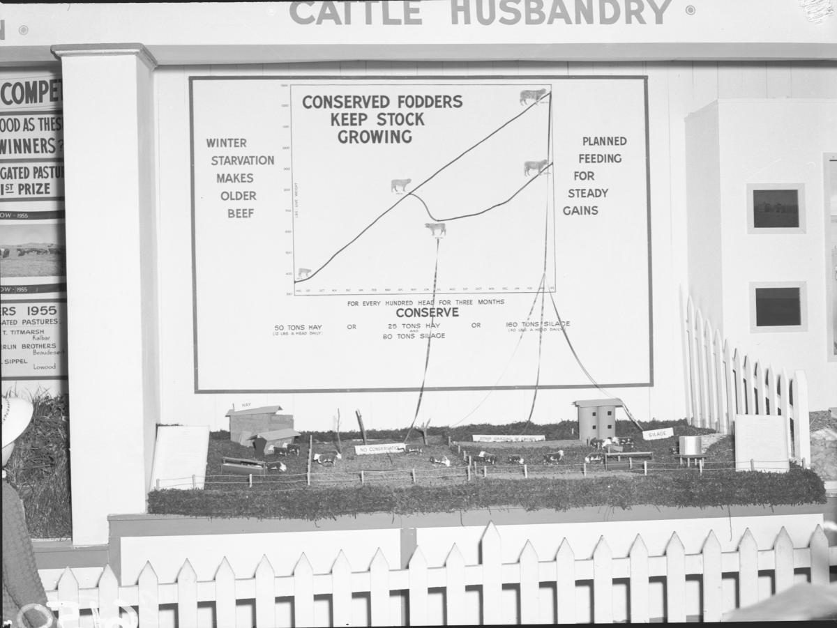 Department of Agriculture and Stock displays at the annual exhibition of the Royal National Association, Brisbane, August 1955, Bowen Hills