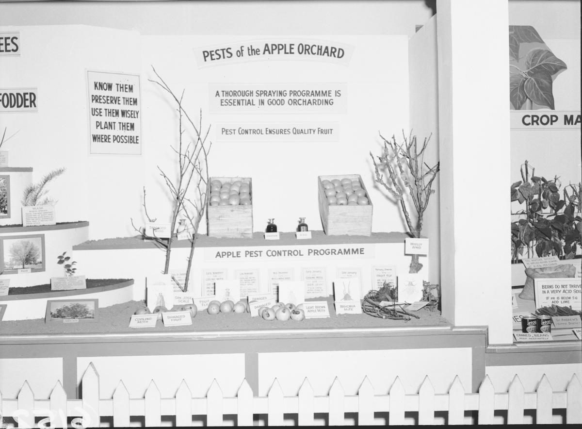 Department of Agriculture and Stock displays at the annual exhibition of the Royal National Association, Brisbane, August 1955, Bowen Hills