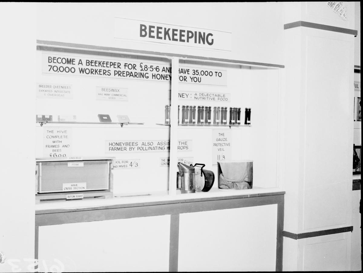 Department of Agriculture and Stock displays at the annual exhibition of the Royal National Association, Brisbane, August 1955, Bowen Hills
