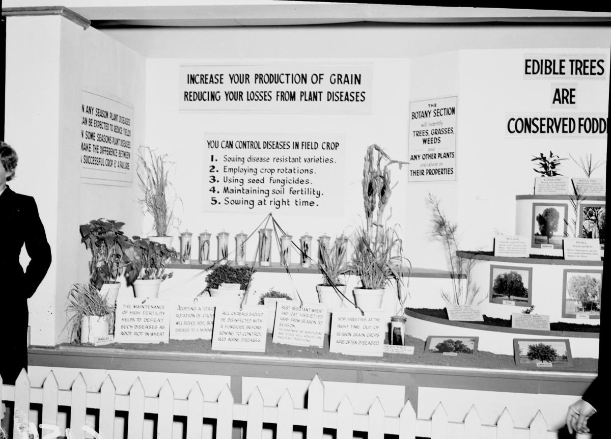 Department of Agriculture and Stock displays at the annual exhibition of the Royal National Association, Brisbane, August 1955, Bowen Hills