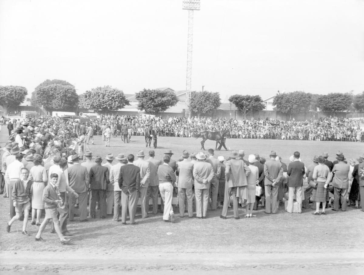 Judging blood stock at the Royal National Show, Brisbane, August 1960, Bowen Hills