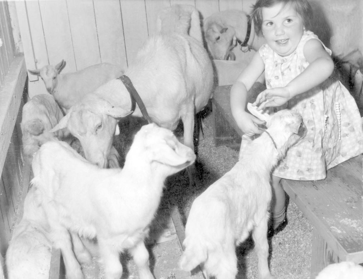 Studies in the animal nursery at the Royal National Show, Brisbane, August 1964, Bowen Hills