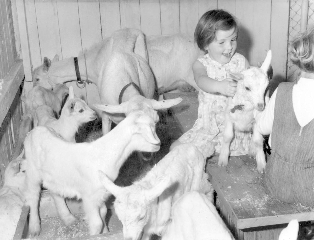 Studies in the animal nursery at the Royal National Show, Brisbane, August 1964, Bowen Hills
