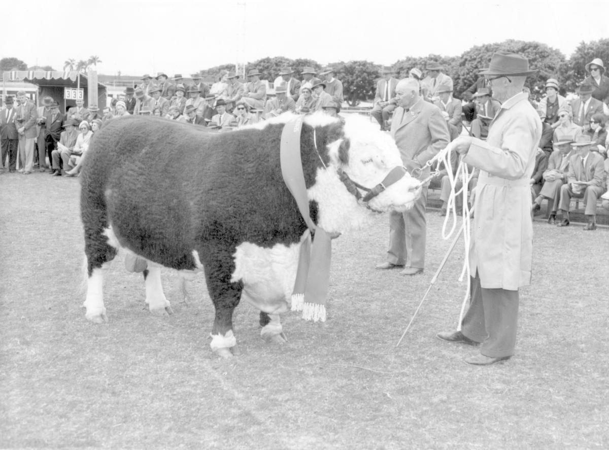 Senior Champion Hereford Bull, J H Anderson and Sons inverary true type, at the Royal National Show, Brisbane, August 1963, Bowen Hills
