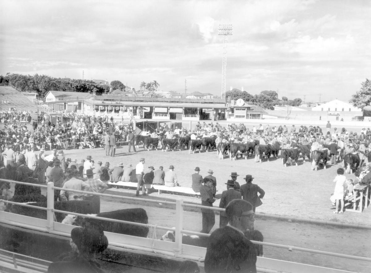 Judging Herefords at the Royal National Show, Brisbane, August 1966, Bowen Hills