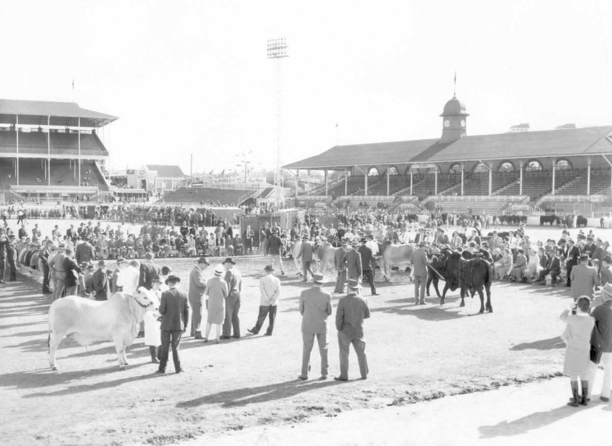 Judging brahman cattle at the Royal National Show, Brisbane, August 1966, Bowen Hills
