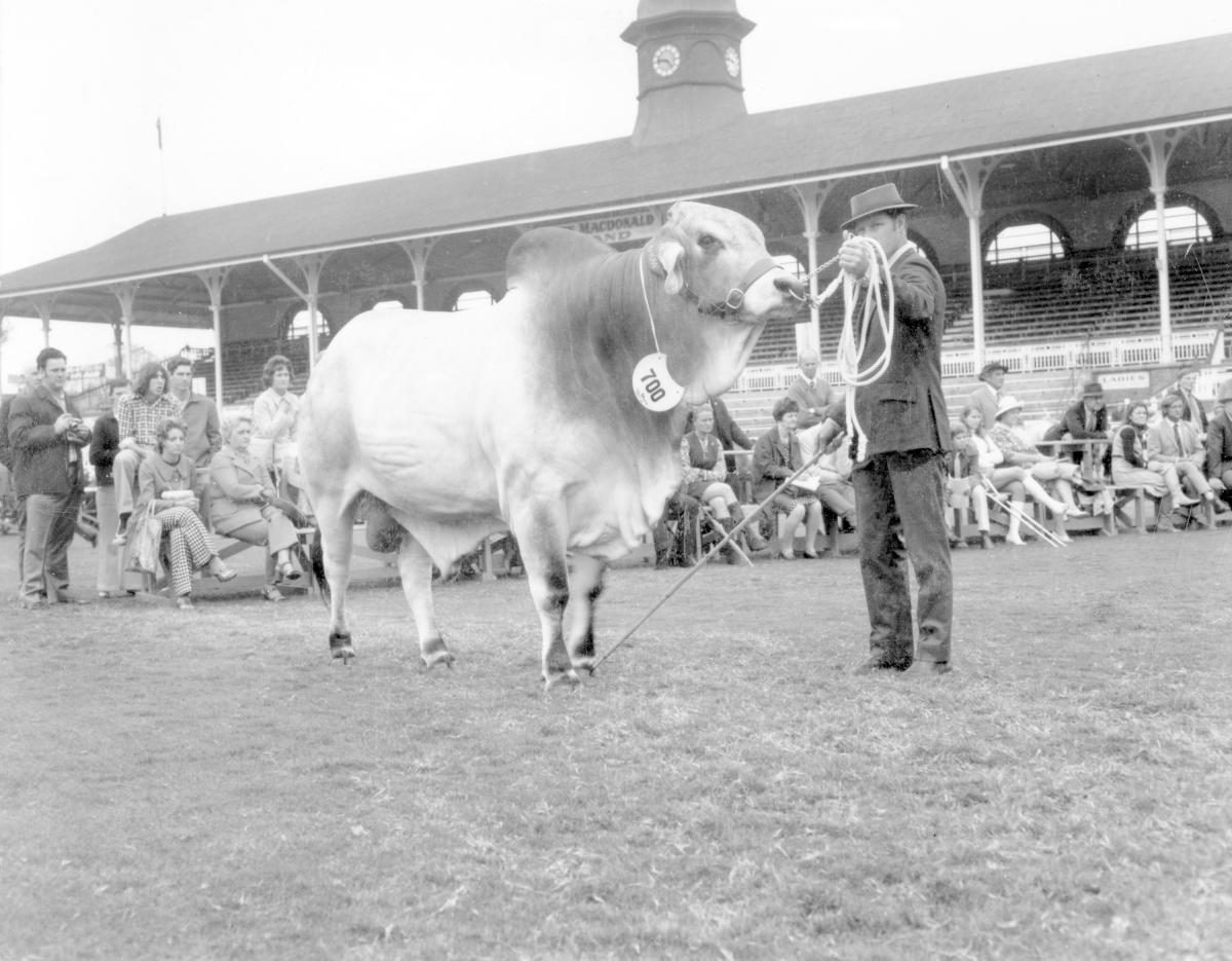 Brahman Bull at the Royal National Show, Brisbane, August 1972, Bowen Hills