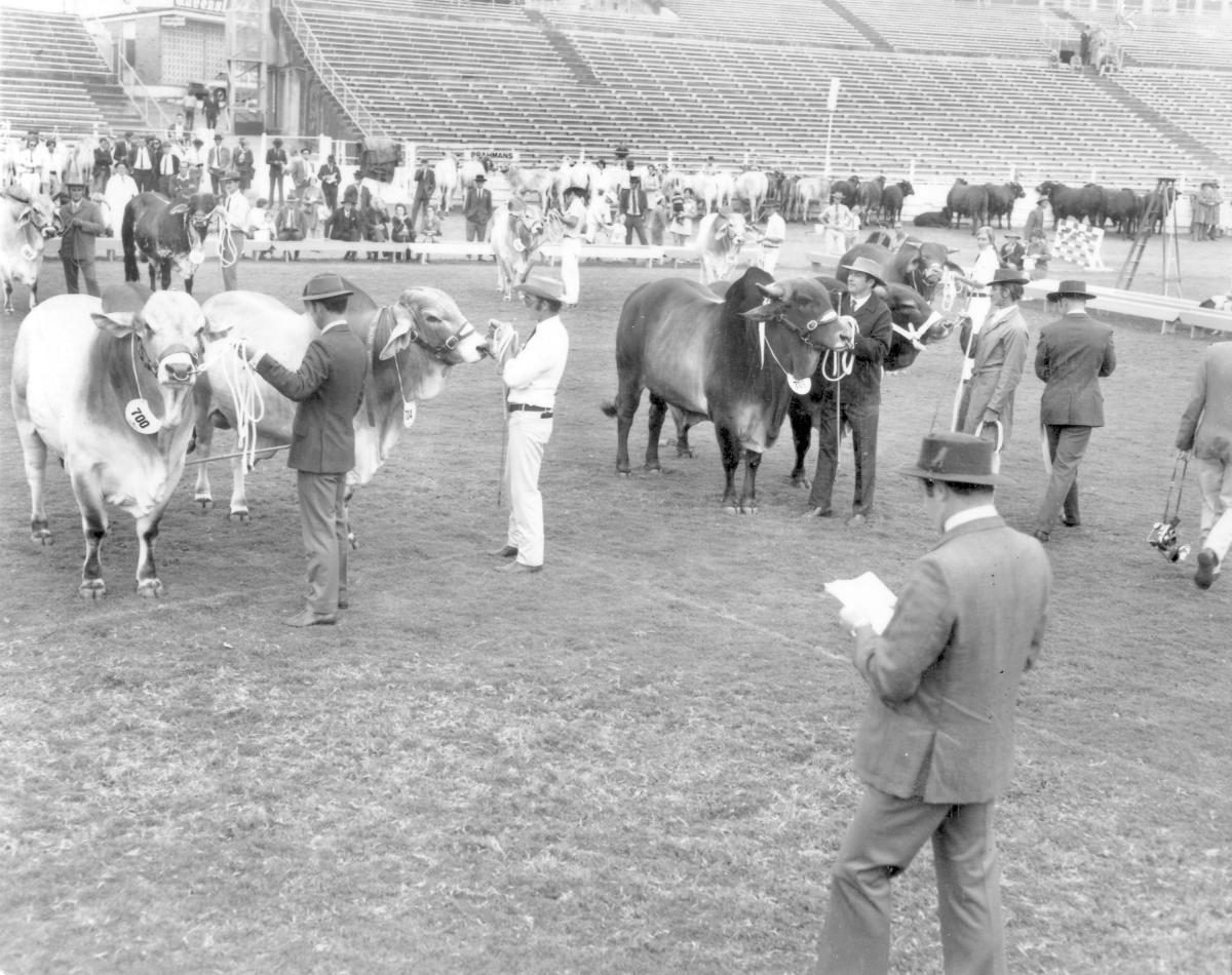 Judging brahmans at the Royal National Show, Brisbane, August 1972, Bowen Hills
