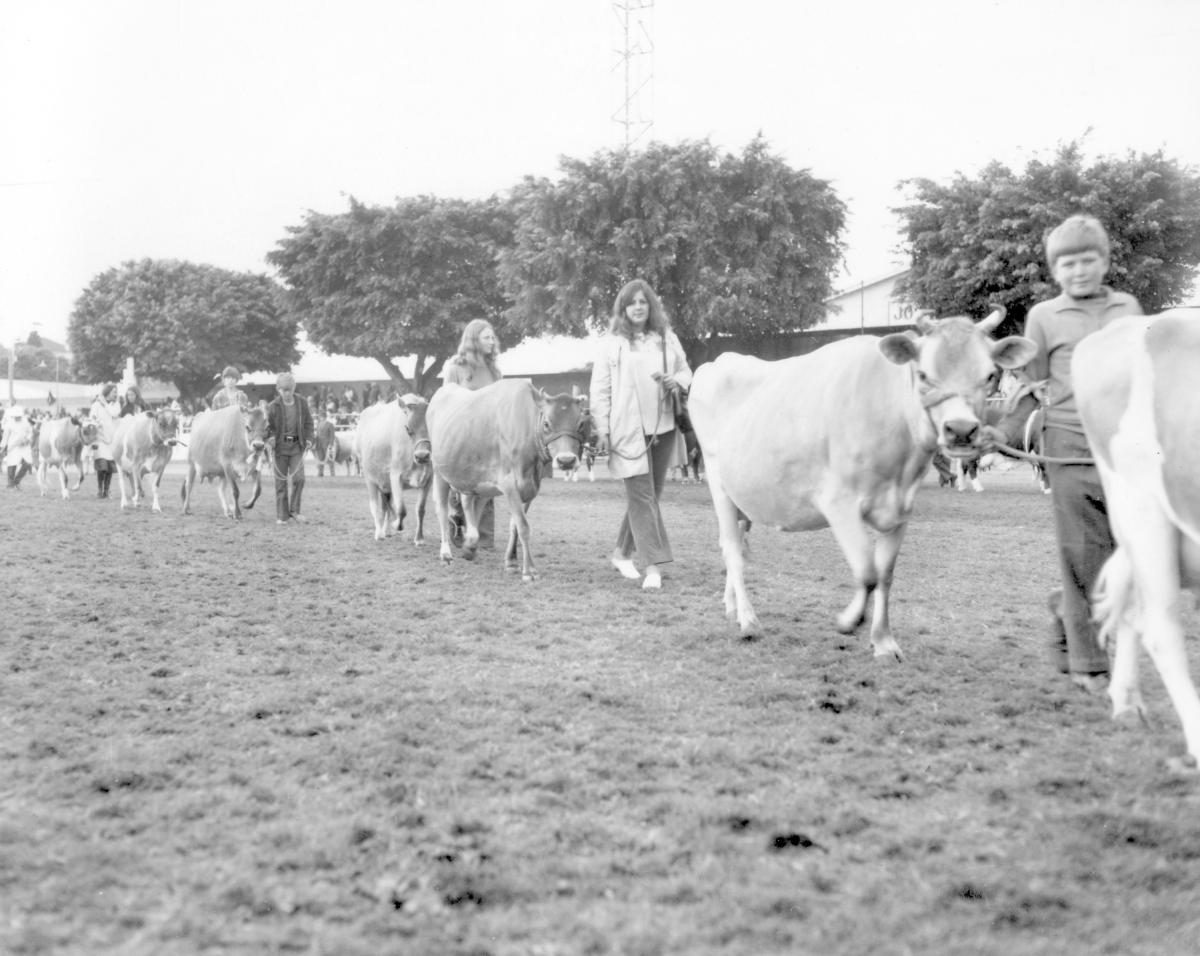 Grand Parade at the Royal National Show, Brisbane, August 1972, Bowen Hills