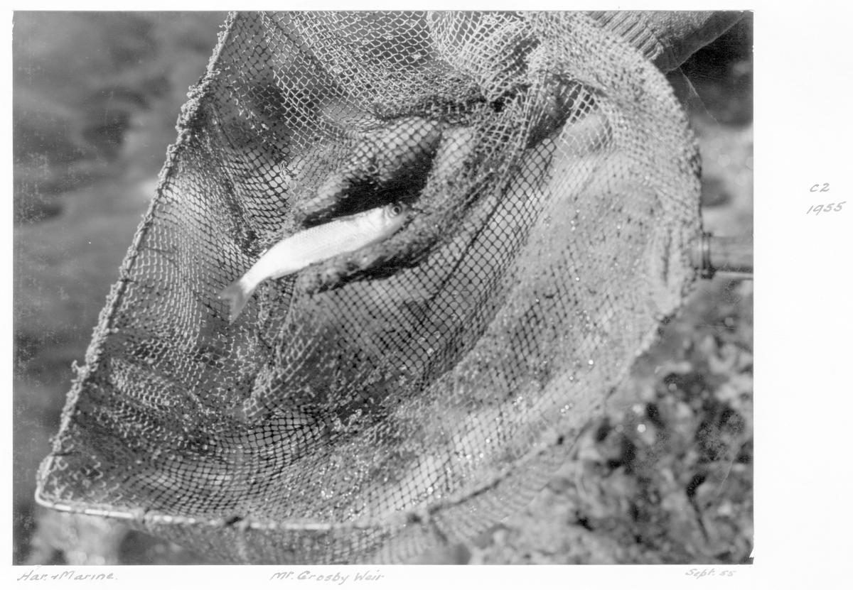 Fish sample from Mount Crosby Weir - Brisbane, September 1955