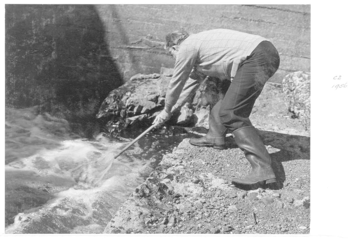 Fish sampling in Mount Crosby Weir - Brisbane, September 1955