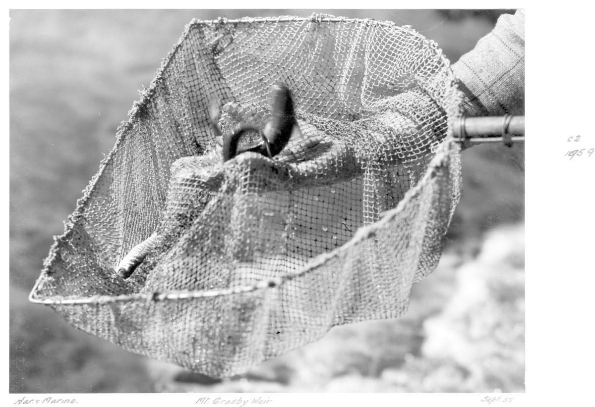 Fish sample from Mount Crosby Weir, Brisbane, September 1955