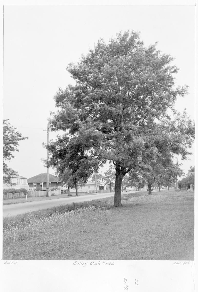 Silky Oak tree - Brisbane, November 1956