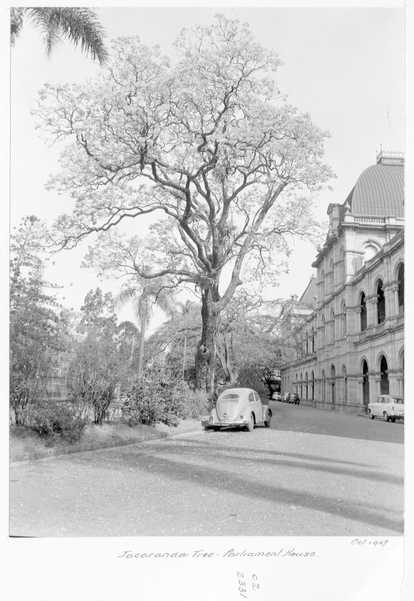 Jacaranda tree, Parliament House, Brisbane, October 1957, Brisbane City