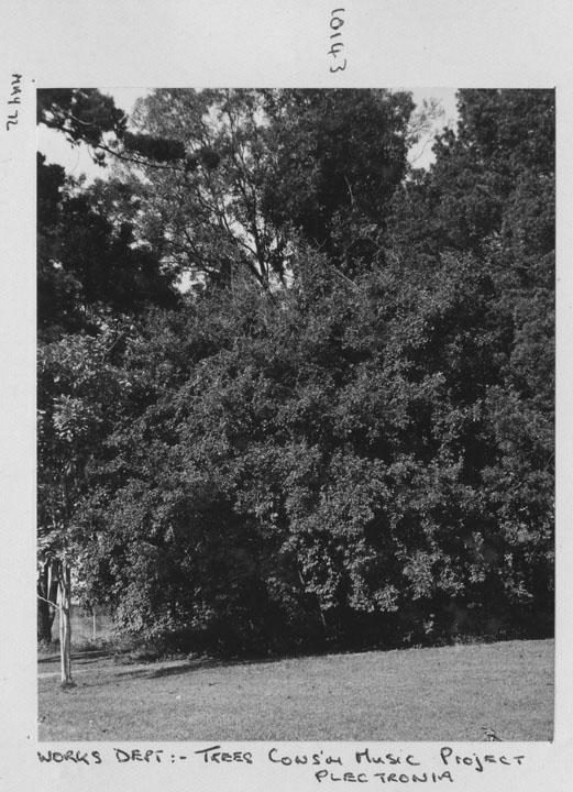 Conservatorium of Music Tree Project: Plectronia - Brisbane, May 1972