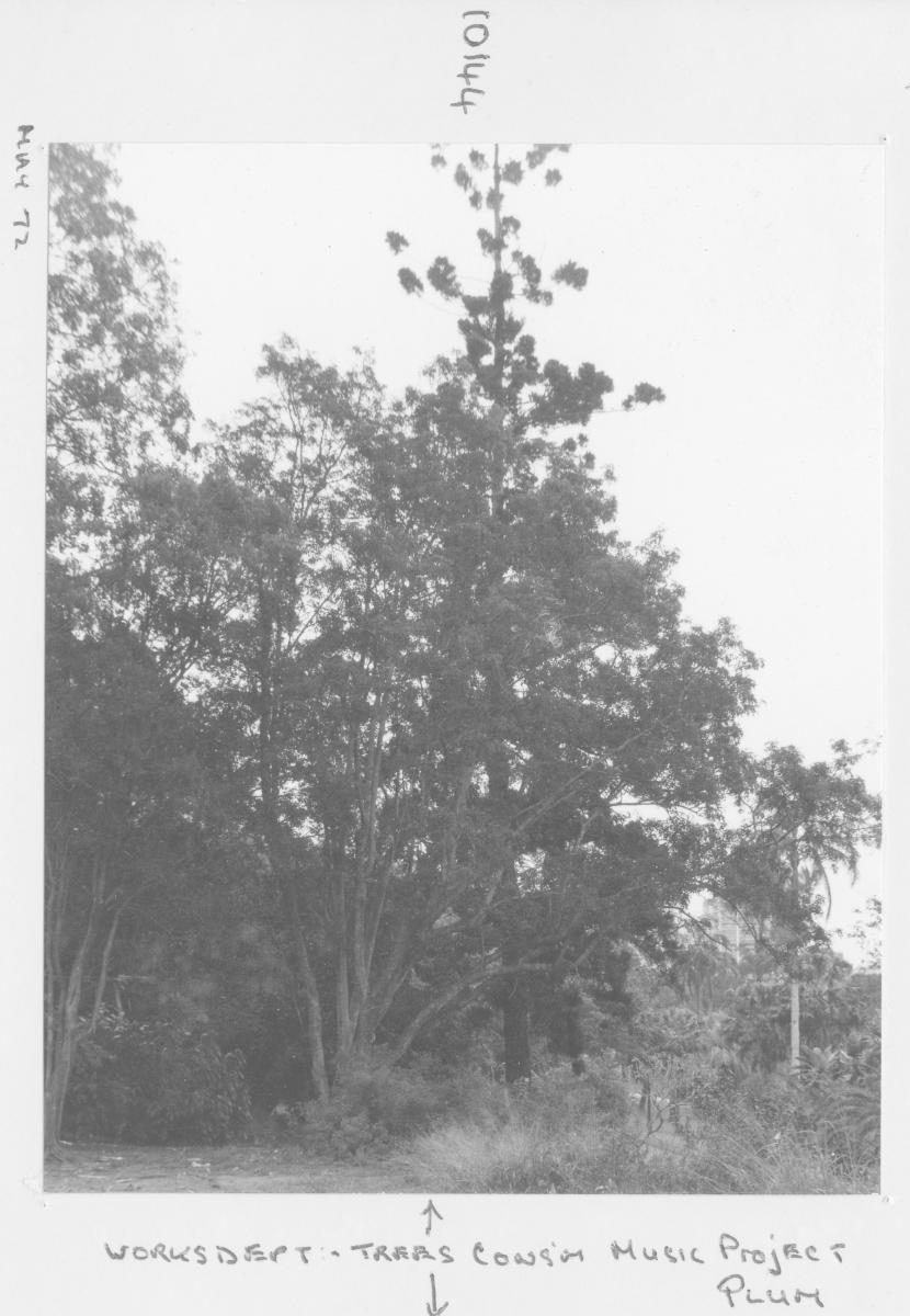 Conservatorium of Music Tree Project: Plum - Brisbane, May 1972