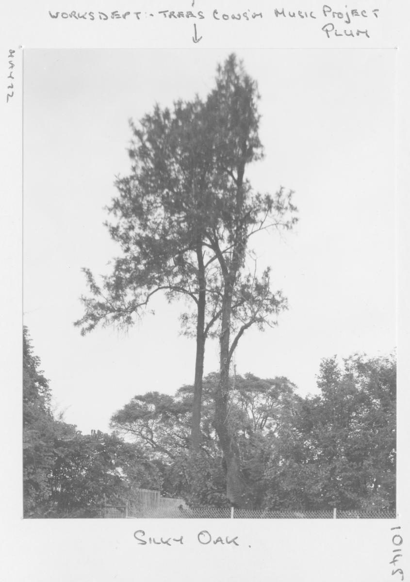 Conservatorium of Music Tree Project: Silky Oak - Brisbane, May 1972