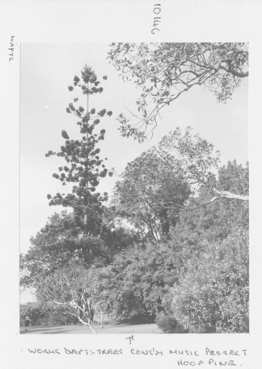 Conservatorium of Music Tree Project: Hoop Pine - Brisbane, May 1972