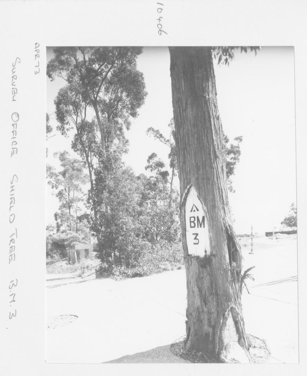 Survey Office shield tree BM3 - Brisbane, April 1973