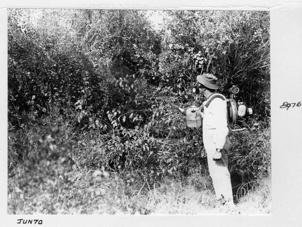 Spraying groundsel bush, Brisbane, June 1970