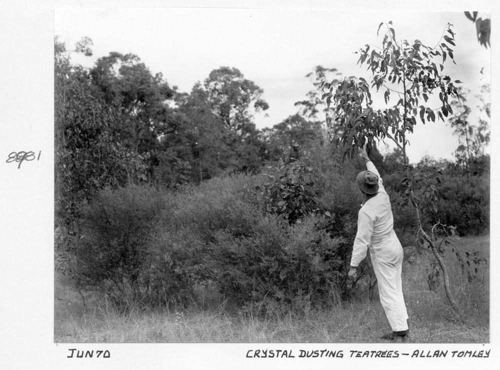 Crystal dusting Tea Trees, Brisbane, June 1970