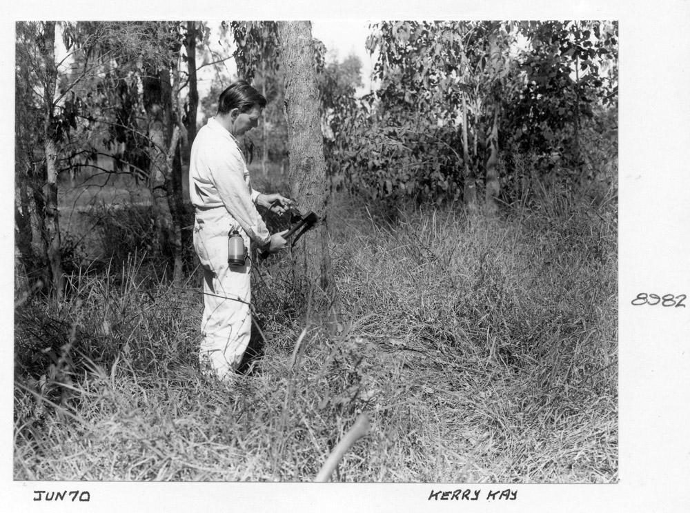 Box Tree eradication, Brisbane, June 1970
