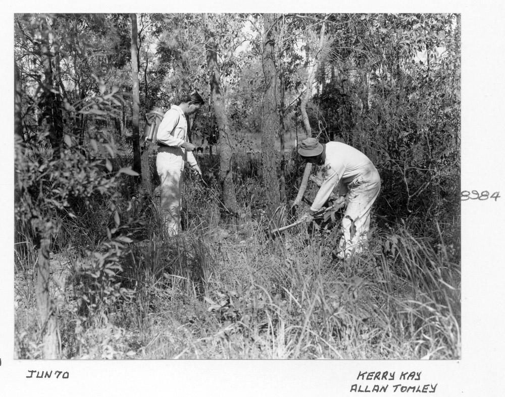 Box Tree eradication, Brisbane, June 1970