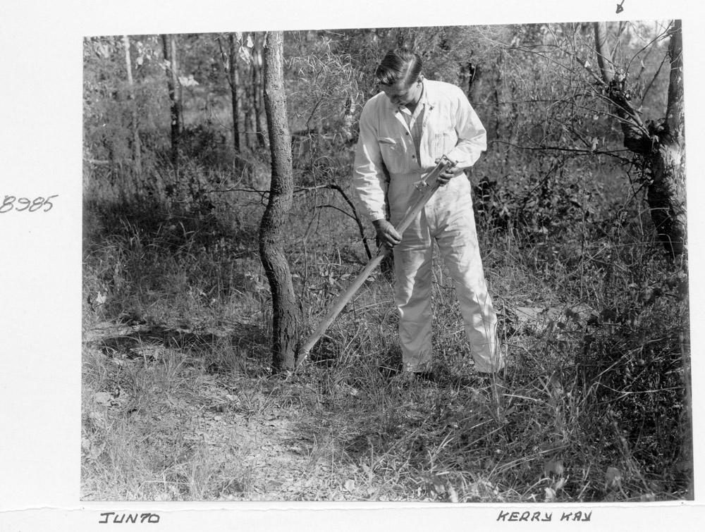 Box Tree eradication, Brisbane, June 1970
