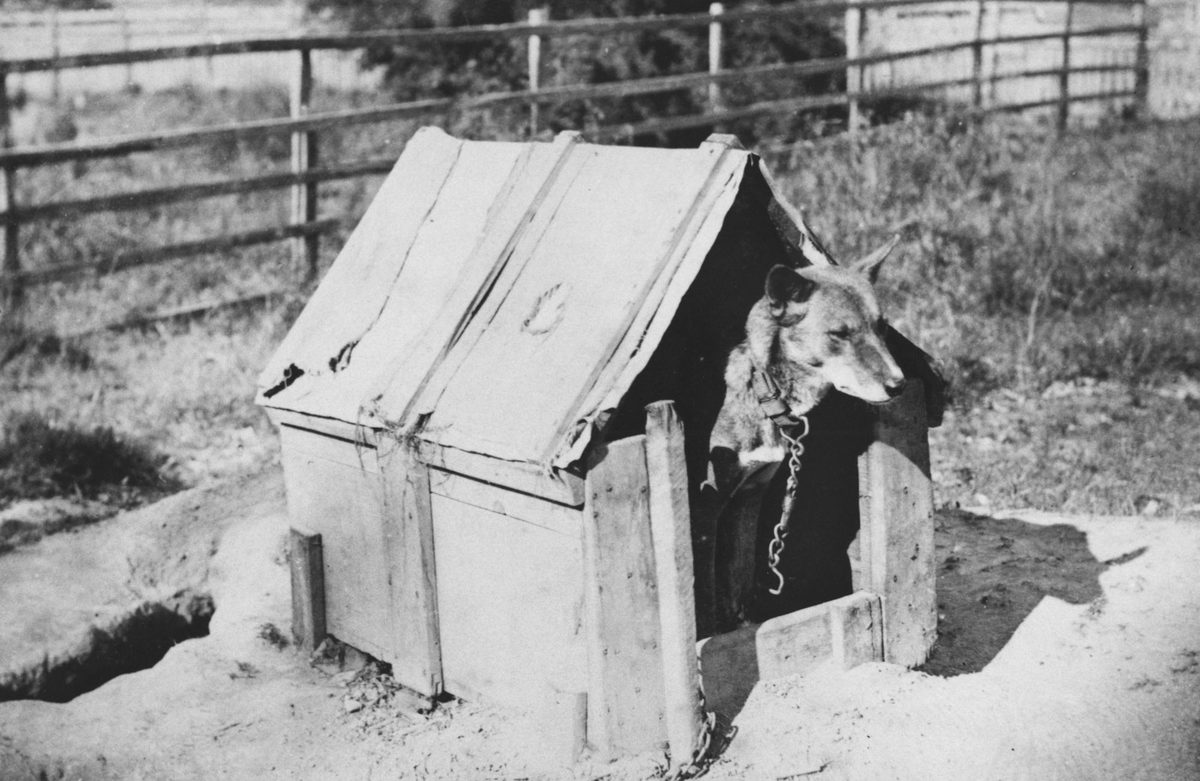Captive dingo at the Acclatisation Society's Garden, Brisbane (1885)