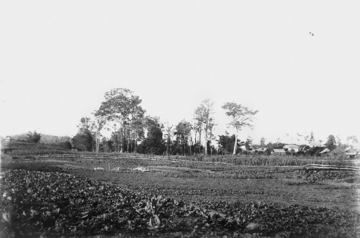 Land at Kelvin Grove (1884)