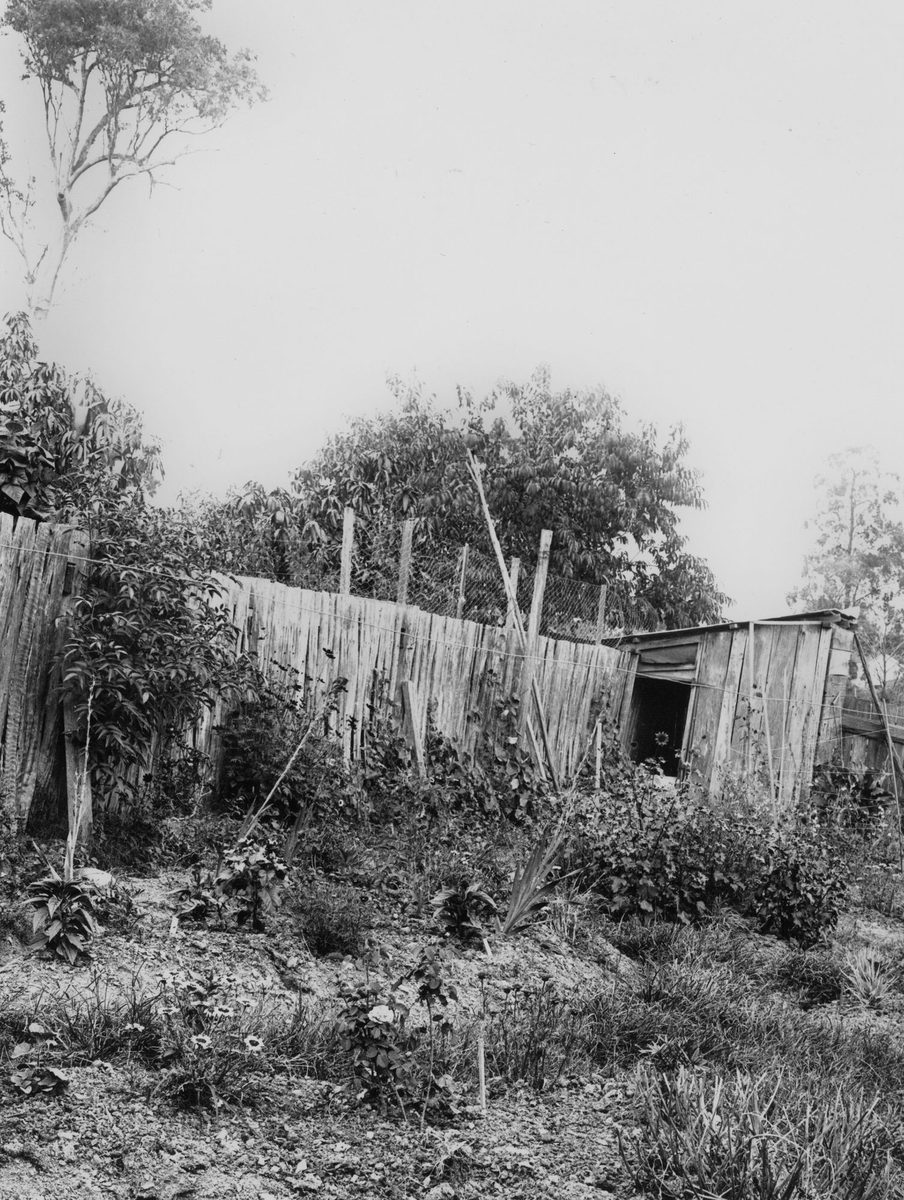 Flowers and vegetables grow happily together in a backyard in Brisbane, 1912