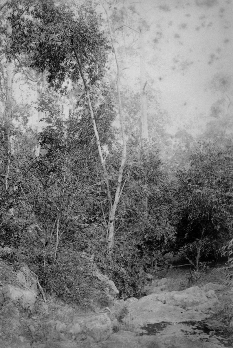 View of the bed of Ithaca Creek, 1884