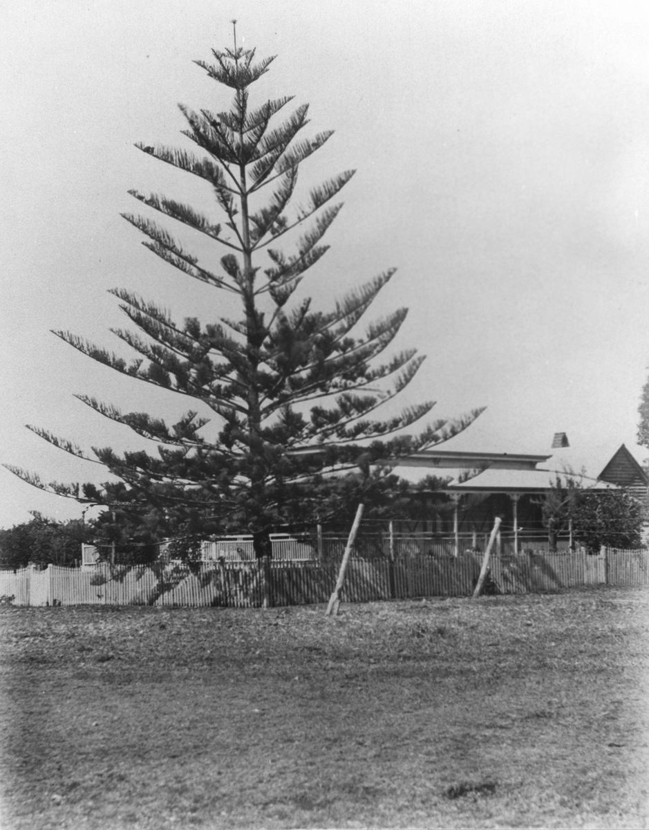 Large Moreton Bay Pine tree in front of Mr F. Muller's residence, Redland Bay, 1907