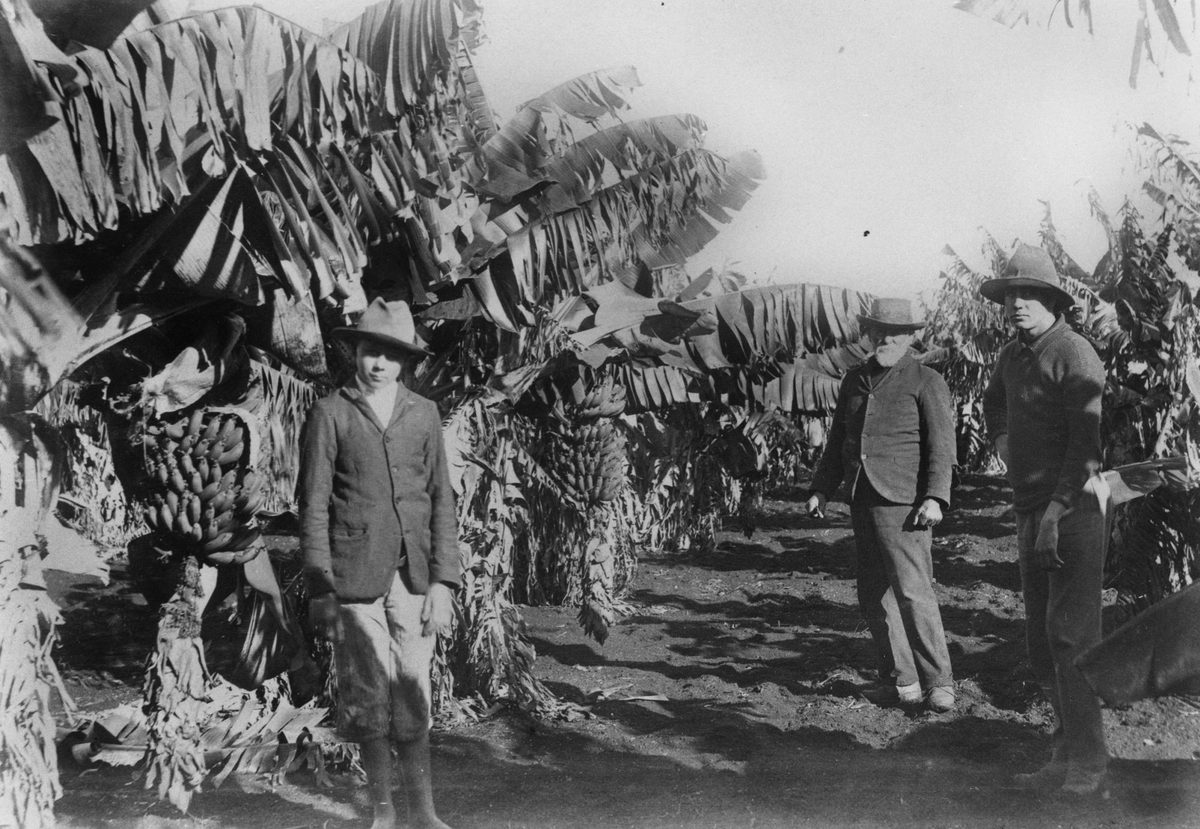 Three men standing in the banana plantation at F. Muller & Sons farm, Redland Bay, 1907