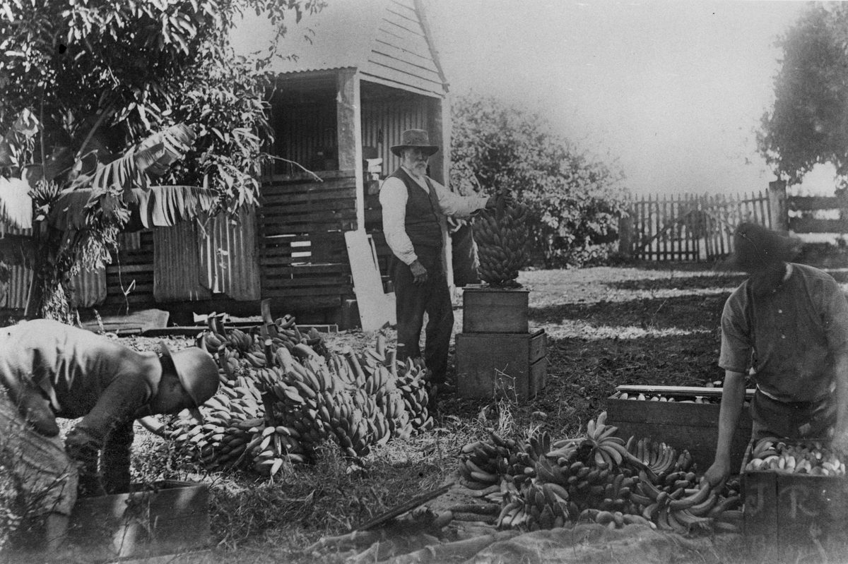 Workers packing bananas at F. Muller & Sons farm, Redland Bay, 1907