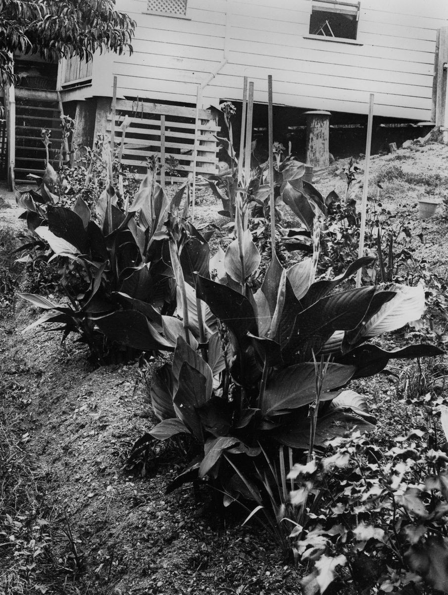 Canna lillies in a garden in Brisbane, 1912
