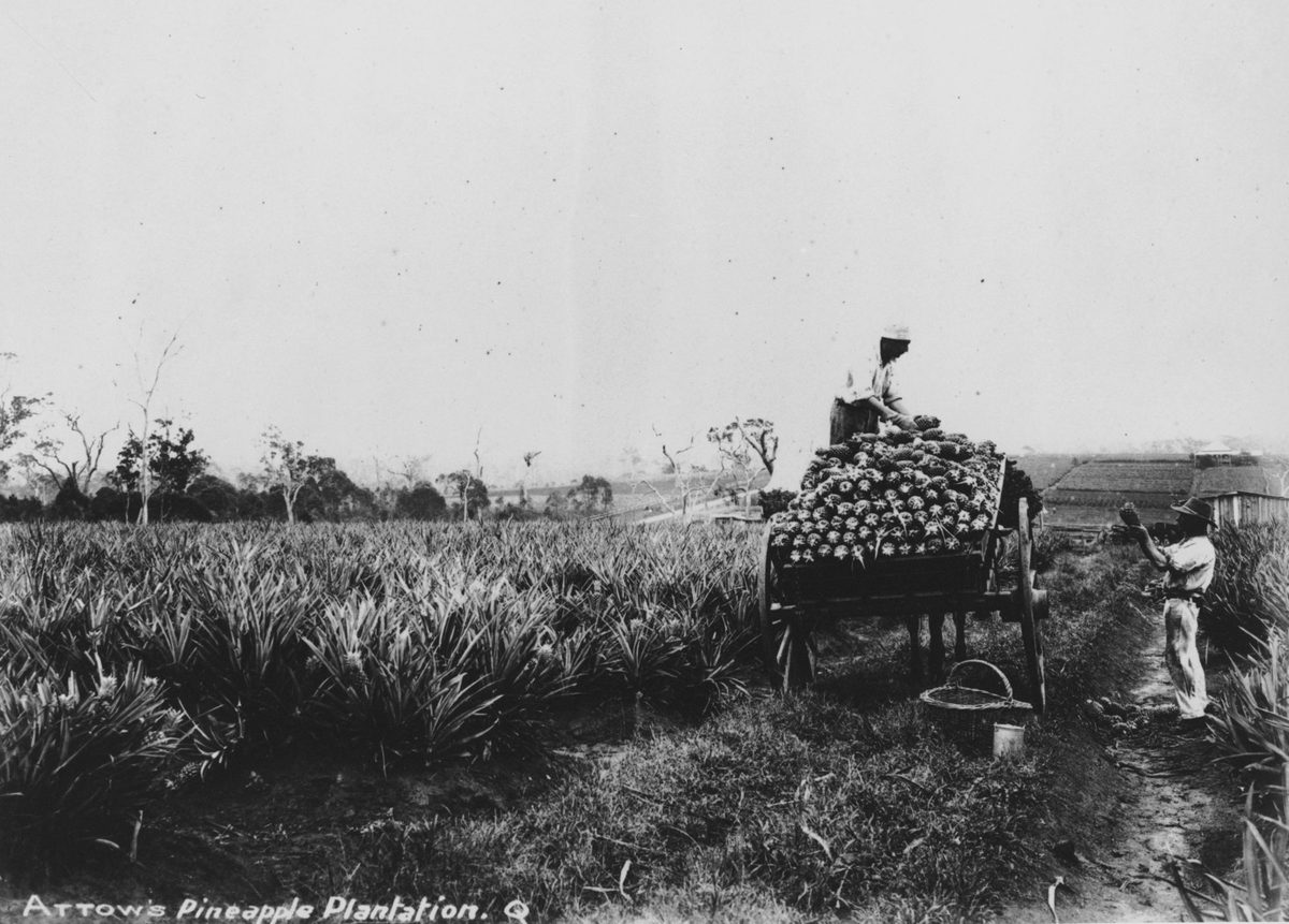 Arrows Pineapple Plantation in Nudgee (1897)