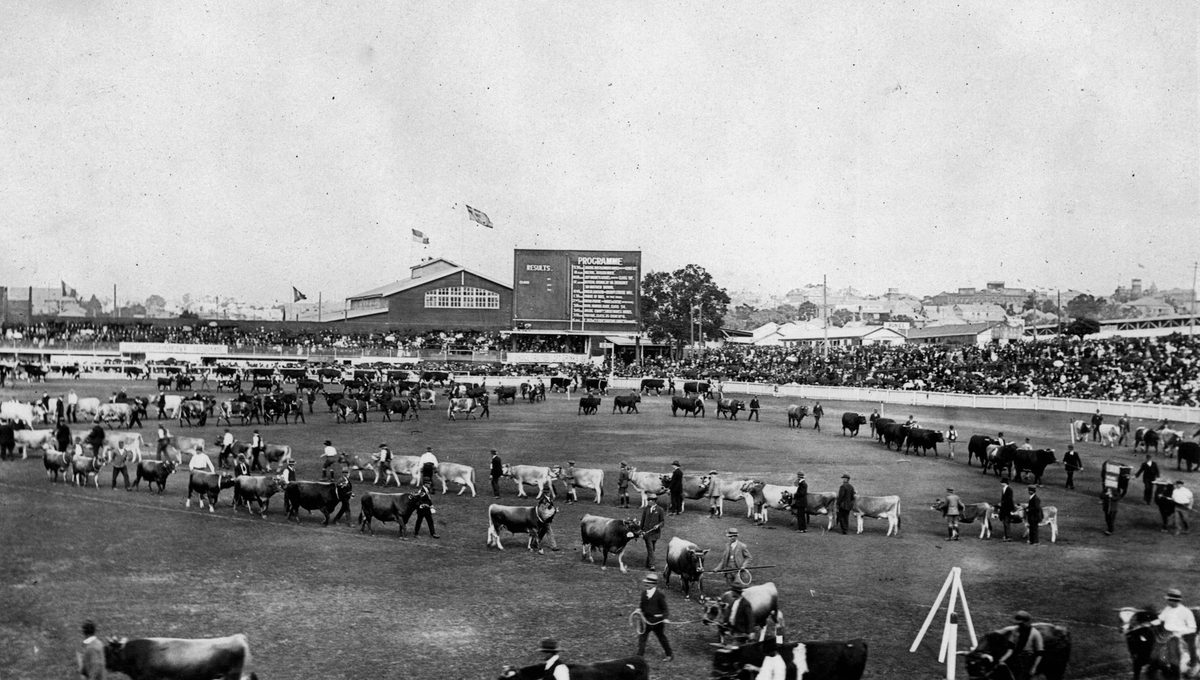 Cattle taking part in the Grand Parade at the Exhibition, Brisbane, 1921