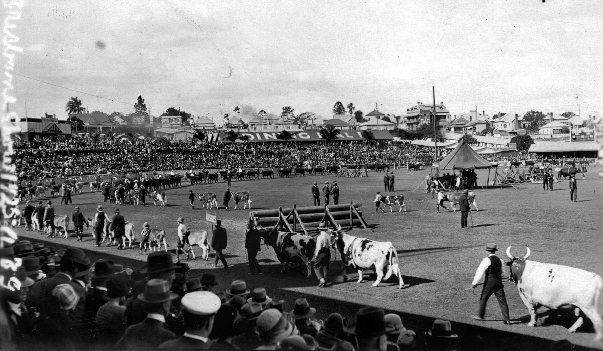 Cattle on parade in the Grand Parade, Exhibition Ground, Brisbane, 1929, Bowen Hills