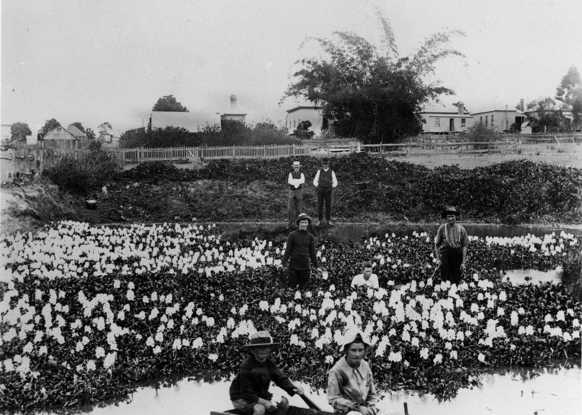 Clearing water hyacinth from a waterhole at Albion, Brisbane, 1908