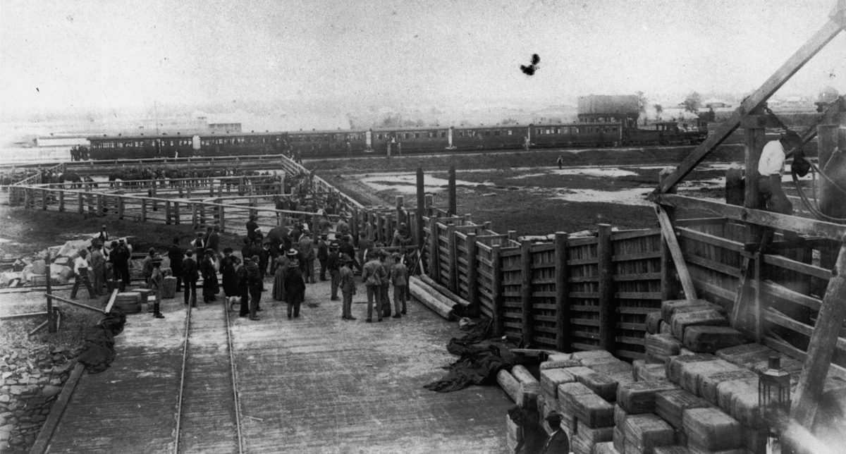 Loading horses to be shipped to South Africa destined for Australian soldiers fighting in the Boer War, 1899, Pinkenba