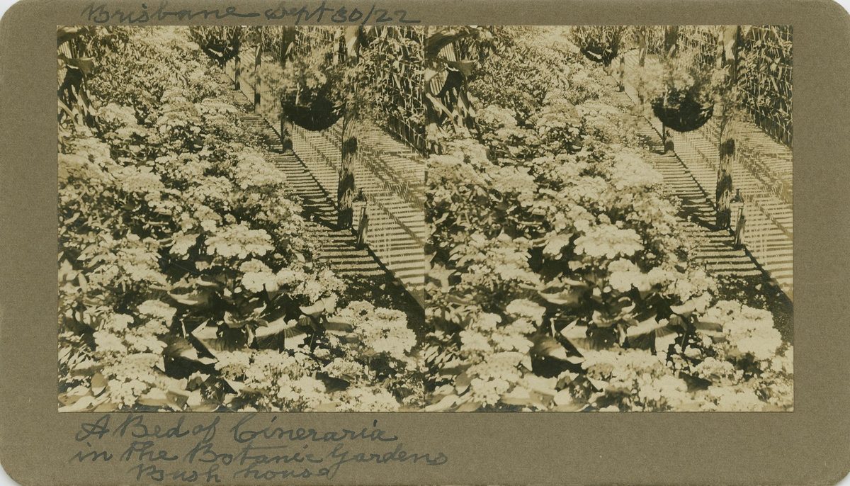 Cineraria flowers in the bush house at the Brisbane Botanic Gardens (1922)