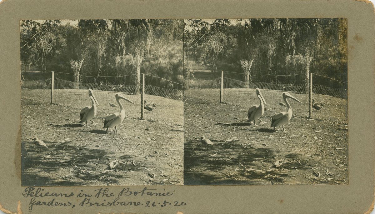 Pelicans in the Brisbane Botanic Gardens, May 1920