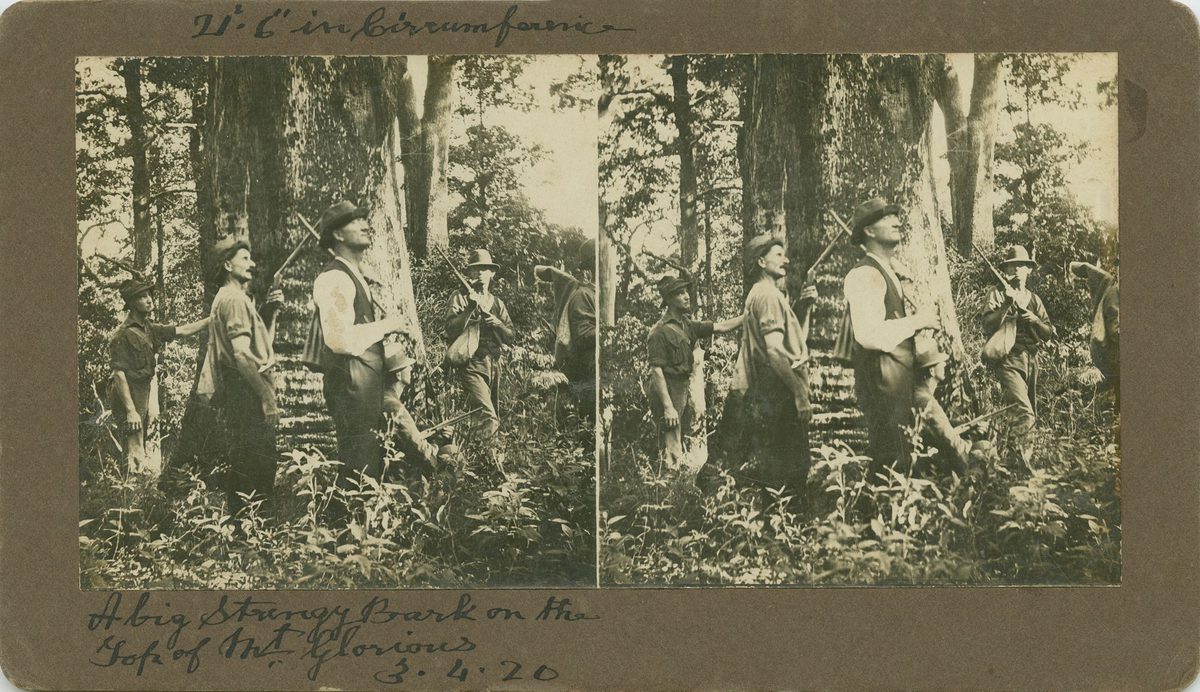 Shooting party at the top of Mount Glorious, Queensland, November 1920